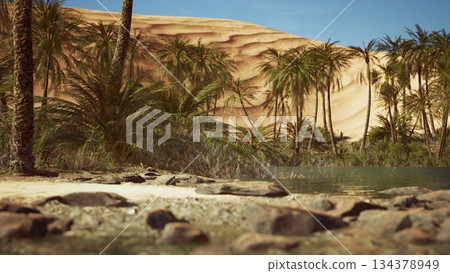 Lush palm trees surround a tranquil oasis set against rolling golden sand dunes under a clear blue sky. Sunlight bathes the scene in warm tones, offering a peaceful retreat. 134378949