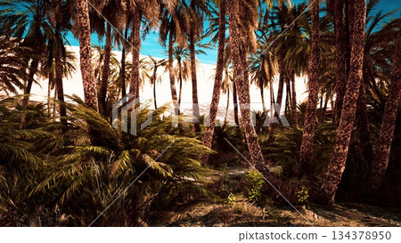 A lush oasis comes to life with tall palm trees, vibrant greenery, and a backdrop of sparkling white dunes. The sunlight illuminates this serene escape, inviting exploration and wonder. 134378950