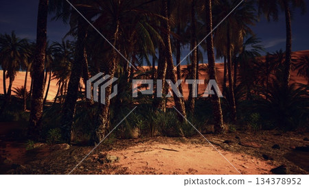 Under the night sky, tall palm trees surround a quiet oasis. The soft glow of the stars illuminates the sandy landscape, creating a peaceful atmosphere perfect for night exploration. 134378952