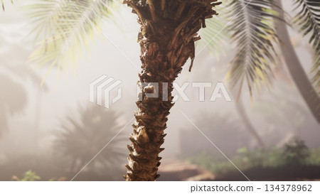 A majestic palm tree rises above lush greenery in a misty jungle. Sunlight filters through leaves, creating a tranquil atmosphere, perfect for a peaceful stroll in nature. A majestic palm tree rises above lush greenery in a misty jungle. Sunlight filters through leaves, creating a tranquil atmosphere, perfect for a peaceful stroll in nature. 134378962