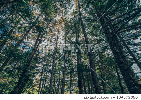 Autumn in Kamikochi: Larch forest with red leaves 134379060