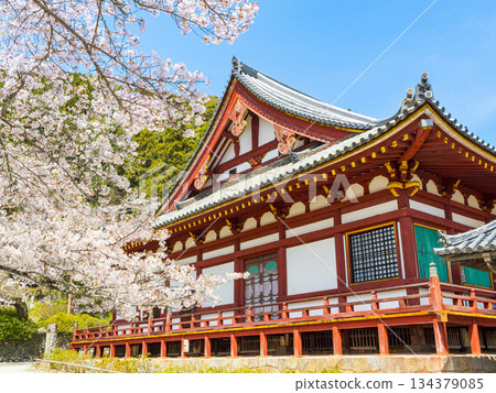 [Nara Prefecture] Yata-dera Temple (Kongosan-ji Temple) in Yamatokoriyama City (photographed on April 9, 2025) 134379085