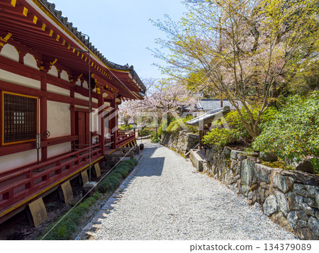 [Nara Prefecture] Yata-dera Temple (Kongosan-ji Temple) in Yamatokoriyama City (photographed on April 9, 2025) 134379089