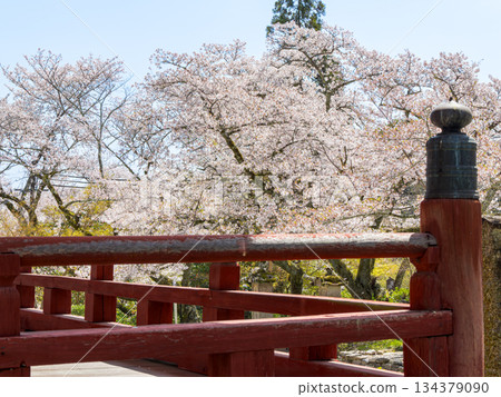 【奈良縣】大和郡山市八田寺(金剛山寺)(拍攝於2025年4月9日) 【奈良縣】大和郡山市八田寺(金剛山寺)(拍攝於2025年4月9日) 134379090