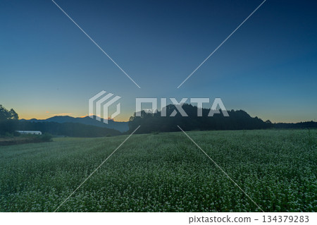 初秋時節，奈良縣櫻井市笠地區盛開的蕎麥花。 134379283