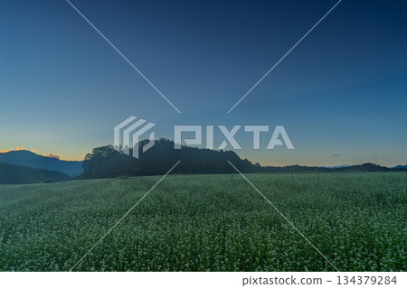 初秋時節，奈良縣櫻井市笠地區盛開的蕎麥花。 134379284