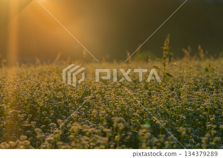 初秋時節，奈良縣櫻井市笠地區盛開的蕎麥花。 134379289