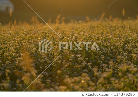 初秋時節，奈良縣櫻井市笠地區盛開的蕎麥花。 134379290