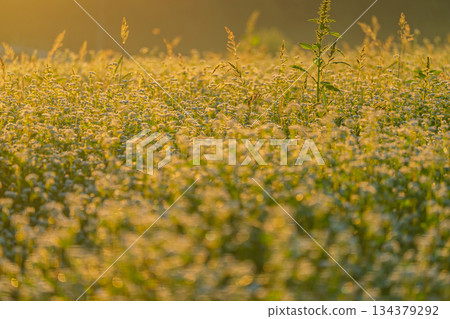 初秋時節，奈良縣櫻井市笠地區盛開的蕎麥花。 134379292