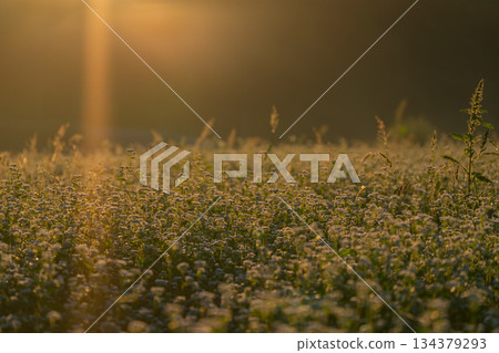 初秋時節，奈良縣櫻井市笠地區盛開的蕎麥花。 134379293