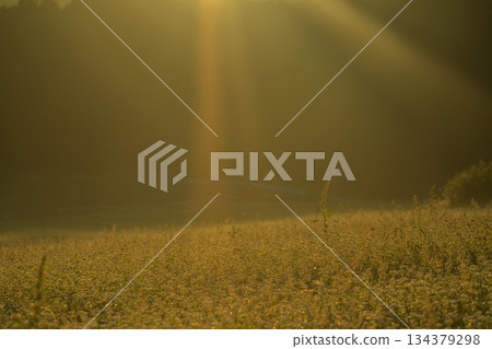 初秋時節，奈良縣櫻井市笠地區盛開的蕎麥花。 134379298