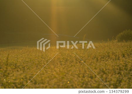 初秋時節，奈良縣櫻井市笠地區盛開的蕎麥花。 134379299