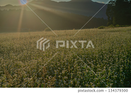 初秋時節，奈良縣櫻井市笠地區盛開的蕎麥花。 134379300