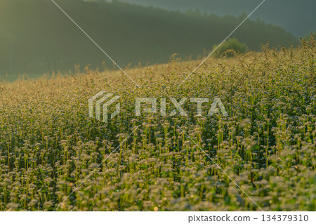 初秋時節，奈良縣櫻井市笠地區盛開的蕎麥花。 134379310