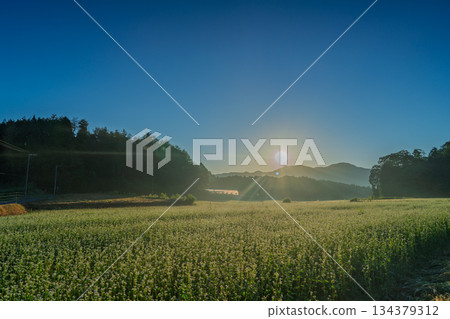 初秋時節，奈良縣櫻井市笠地區盛開的蕎麥花。 134379312