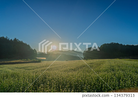 初秋時節，奈良縣櫻井市笠地區盛開的蕎麥花。 134379313