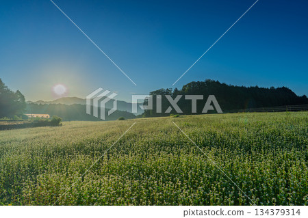 初秋時節，奈良縣櫻井市笠地區盛開的蕎麥花。 134379314