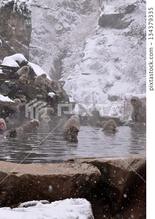冬季，日本獼猴在地獄谷猴園的溫泉中沐浴。 134379335