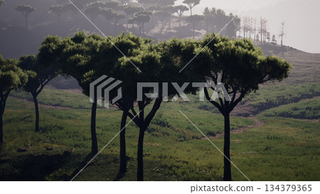 A scenic view of multiple tall trees standing proudly in a vibrant green field during the gentle morning hours. The serene atmosphere is enhanced by the fog rolling in. A scenic view of multiple tall trees standing proudly in a vibrant green field during the gentle morning hours. The serene atmosphere is enhanced by the fog rolling in. 134379365