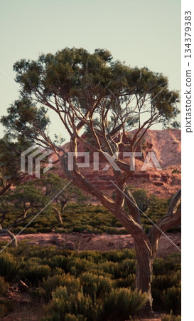 A striking twisted tree dominates the view, surrounded by lush green shrubs. The warm glow of sunset highlights the rugged rocks in the background, creating a serene desert scene. A striking twisted tree dominates the view, surrounded by lush green shrubs. The warm glow of sunset highlights the rugged rocks in the background, creating a serene desert scene. 134379383