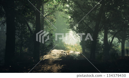 Soft sunlight shines through the dense trees, illuminating a serene forest path. Early morning mist adds a magical touch to this peaceful landscape filled with greenery. Soft sunlight shines through the dense trees, illuminating a serene forest path. Early morning mist adds a magical touch to this peaceful landscape filled with greenery. 134379430