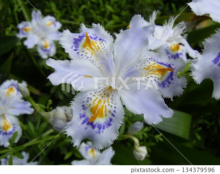 鳶尾花 134379596