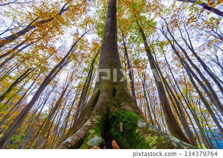 秋天色的山毛櫸森林 134379764