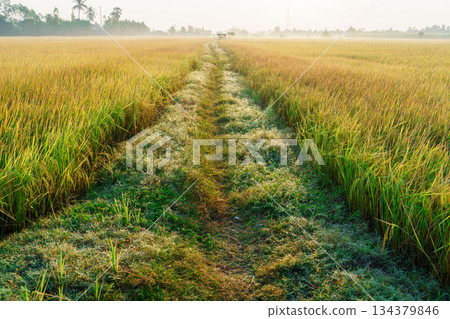 Vibrant green rice paddy fields in Thailand sway in the summer wind, showcasing agricultural growth and natural landscape 134379846