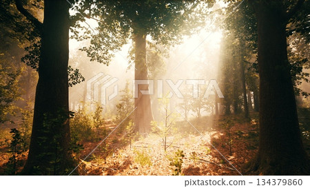 Sunlight filters through tall trees in a serene forest, creating a magical atmosphere. The warm glow illuminates the green foliage and soft earth, inviting peace and reflection. 134379860