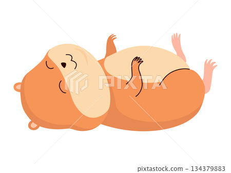 Cartoon hamster. Fluffy domestic pet, funny rodent. Happy home rodent animal. Vector illustration isolated on white background Cartoon hamster. Fluffy domestic pet, funny rodent. Happy home rodent animal. Vector illustration isolated on white background 134379883