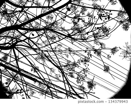 Monochrome abstract background material with intersecting electric wires and tree branches 134379943