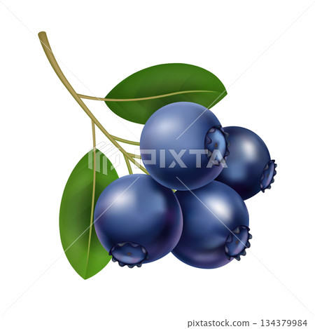 Blueberry branch with glossy leaves, forager picked plump berries on slender stem, light dewdrops, textured skin, vibrant deepblue tones, rustic market mood, healthy 134379984
