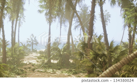 A tranquil pathway winds through dense palm trees, revealing glimpses of the ocean in the distance. The soft morning light illuminates the vibrant greens of the tropical foliage. 134380024