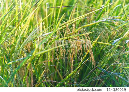 Vibrant green rice paddy fields in Thailand sway in the summer wind, showcasing agricultural growth and natural landscape 134380039