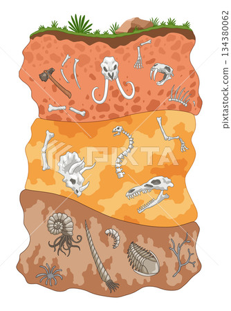 Three different eras of Earth history. Fossil dinosaurs, elements for paleontology and archeology works. Scene with various animals bones in soil layers. Old dino skeletons buried underground 134380062
