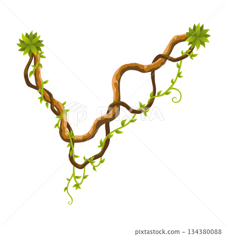 Liana branch. Twisted wild jungle vine plants. Woody natural tropical rainforest, exotic botany element. Vector design element Liana branch. Twisted wild jungle vine plants. Woody natural tropical rainforest, exotic botany element. Vector design element 134380088