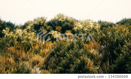 A natural scene unfolds with dense greenery covering rolling hills under bright blue skies. Sunlight accentuates the rich colors of the foliage, creating a peaceful atmosphere. A natural scene unfolds with dense greenery covering rolling hills under bright blue skies. Sunlight accentuates the rich colors of the foliage, creating a peaceful atmosphere. 134380089