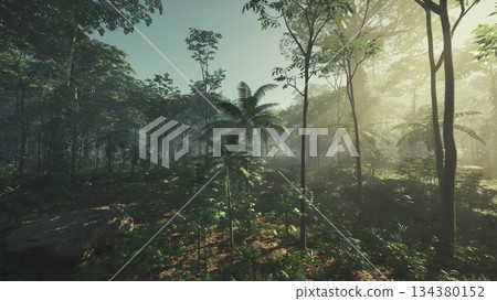 Sunlight filters through the thick canopy of trees in a vibrant forest scene. Mist adds a magical quality, illuminating the rich greenery and creating a serene atmosphere in the morning light. 134380152
