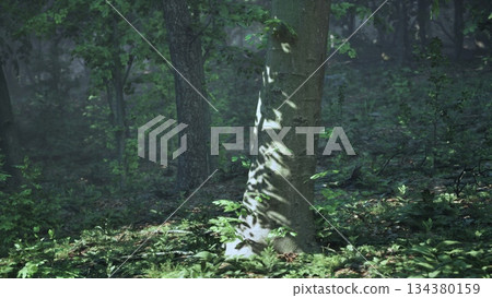 Sunlight streams through the branches of trees in a quiet forest during early morning. Soft shadows dance on the bark, creating a peaceful and enchanting atmosphere. Sunlight streams through the branches of trees in a quiet forest during early morning. Soft shadows dance on the bark, creating a peaceful and enchanting atmosphere. 134380159