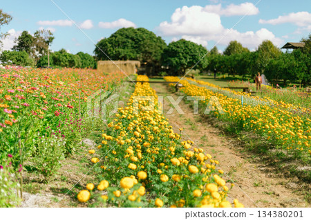 Garden of a lot of flower 134380201