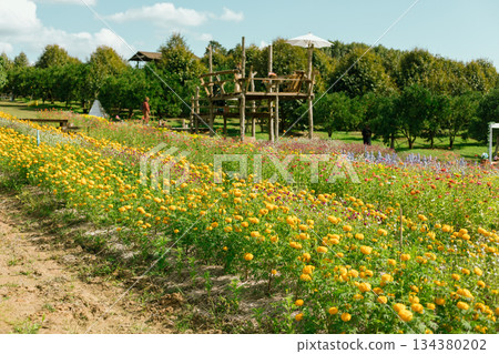 Garden of a lot of flower Garden of a lot of flower 134380202