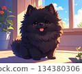 Black Pomeranian cartoon illustration 134380306