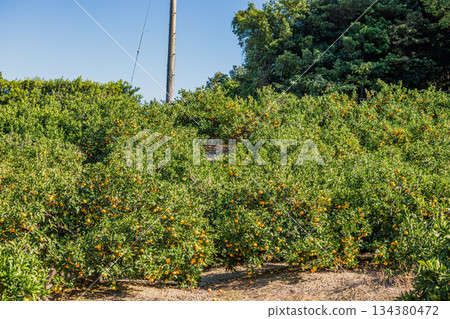Mikkabi mandarin oranges in Hamamatsu City (Shizuoka Prefecture) 134380472