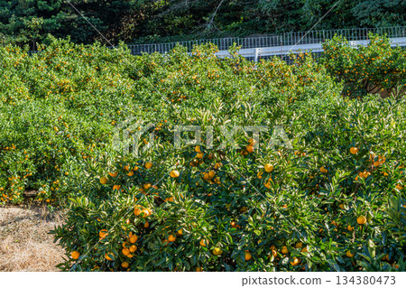 Mikkabi mandarin oranges in Hamamatsu City (Shizuoka Prefecture) 134380473