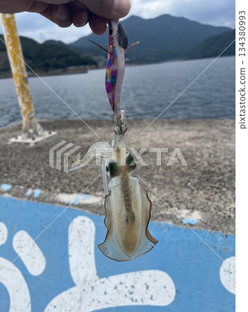 魚你捕魚 134380993