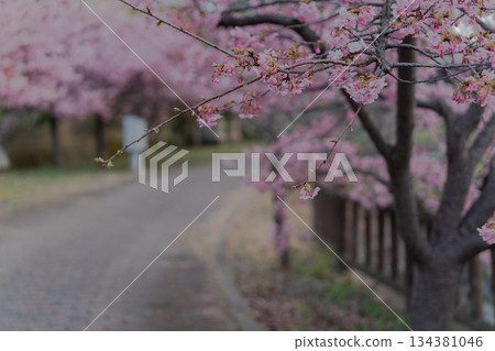 Photographing the Kawazu cherry blossoms blooming in Yodo Channel, Fushimi Ward, Kyoto City, heralding the arrival of spring. Photographing the Kawazu cherry blossoms blooming in Yodo Channel, Fushimi Ward, Kyoto City, heralding the arrival of spring. 134381046