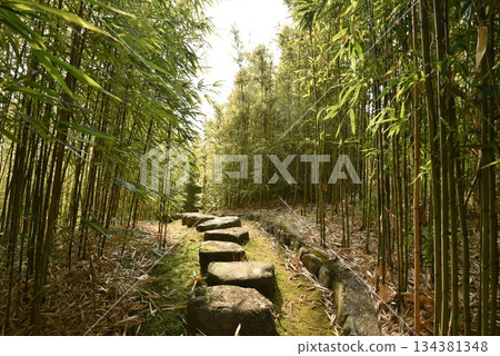 Kyoto Bamboo Forest Park Path Kyoto Bamboo Forest Park Path 134381348