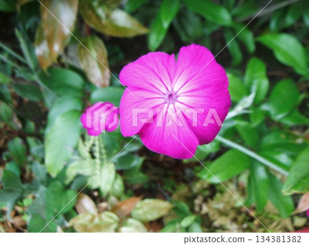 Bright pink Suisen-o flowers Bright pink Suisen-o flowers 134381382