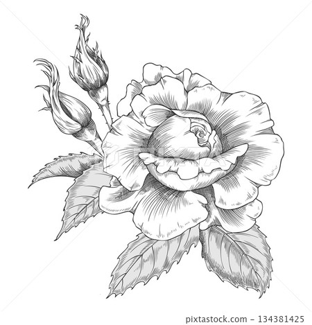Sketch of a blooming rose, vintage rose flower and buds, vector engraved hand drawn blossom nature design Sketch of a blooming rose, vintage rose flower and buds, vector engraved hand drawn blossom nature design 134381425