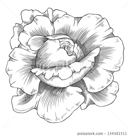 Sketch of a blooming rose, vintage rose flower, vector engraved hand drawn blossom nature design element isolated 134381511